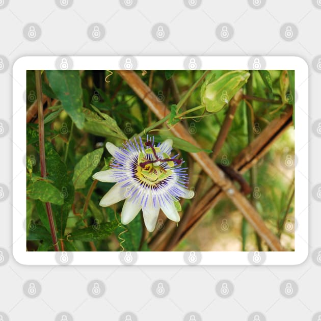 Bluecrown Passiflora Sticker by jojobob